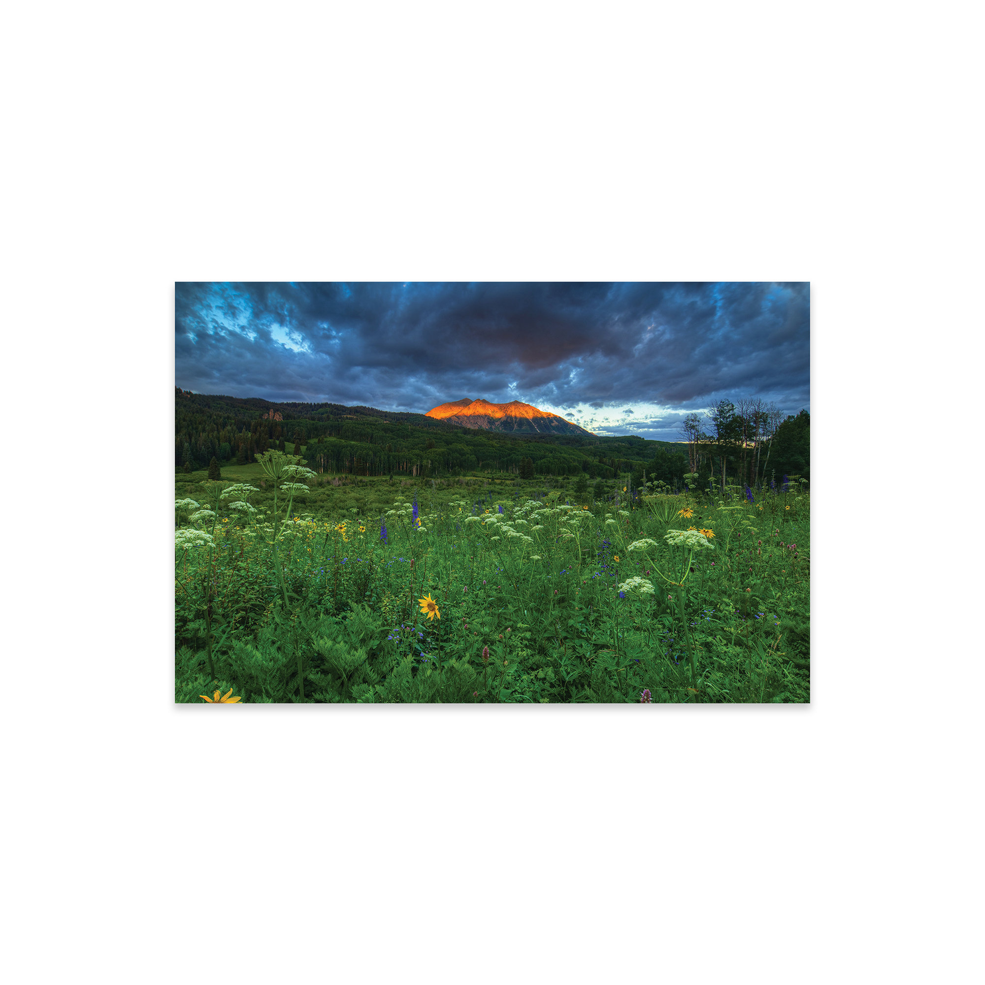 Ebern Designs Wildflowers And Mountain Majesty On Plastic/Acrylic by